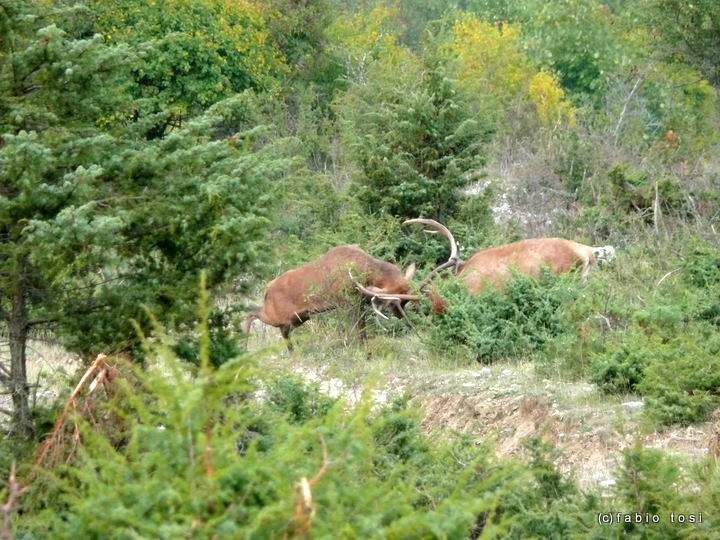 Alla corte di Sua Maest l''Unicorno - (fotoracconto fantasy)
